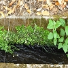 Plants: image 46 0f 70 thumb